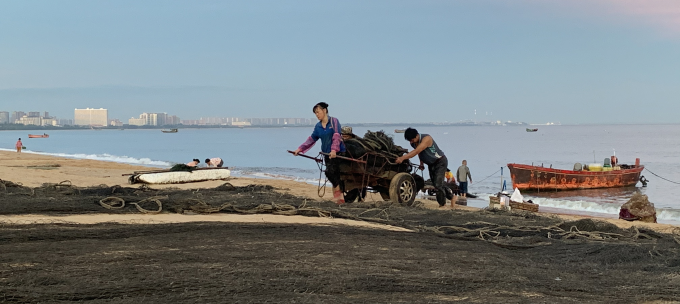 A fishers tows a wheel barrow of shell fish up from the water on a beach in China.