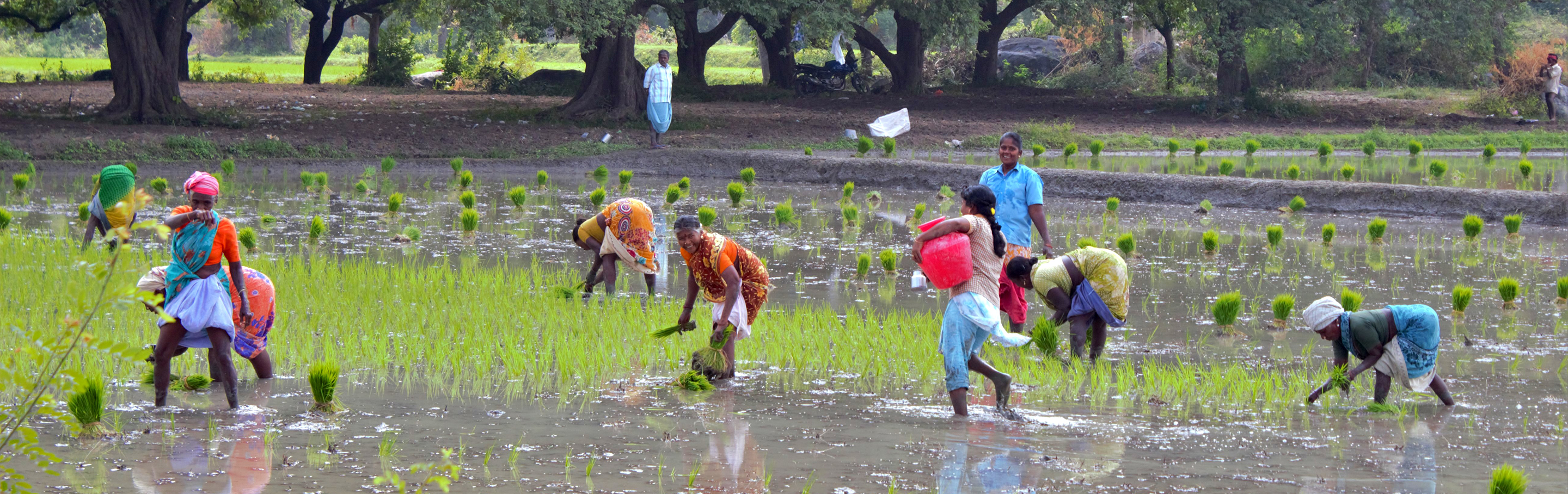 small-scale farmers harvest crops in India with financial support from Samunnati
