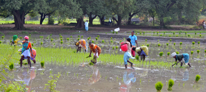 small-scale farmers harvest crops in India with financial support from Samunnati
