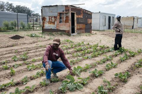 two farmers tend to a spinach crop