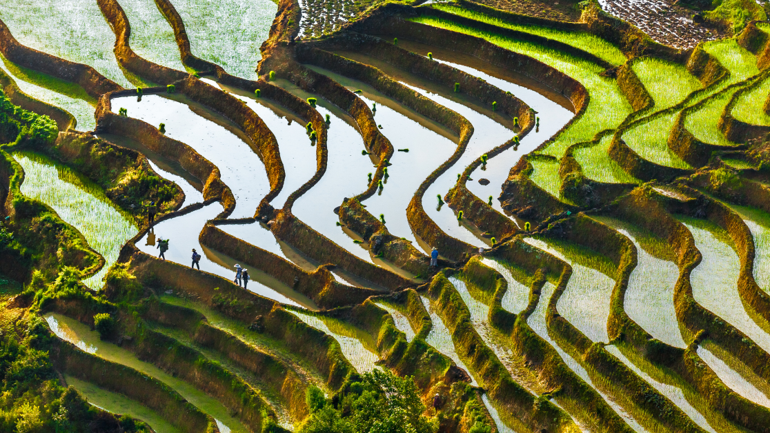 Bright green and shimmering terraced rice fields in Yunan, China