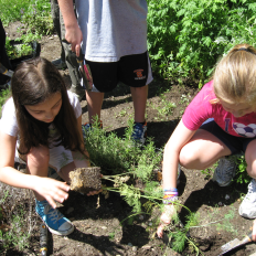 Two children plant seedlings in a garden