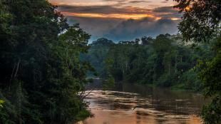 A river in Yasuni National Park, Ecuador.