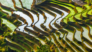 Bright green and shimmering terraced rice fields in Yunan, China