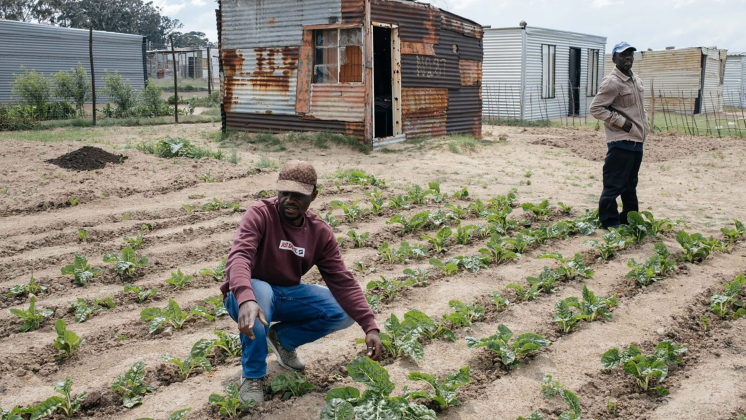 two farmers tend to a spinach crop