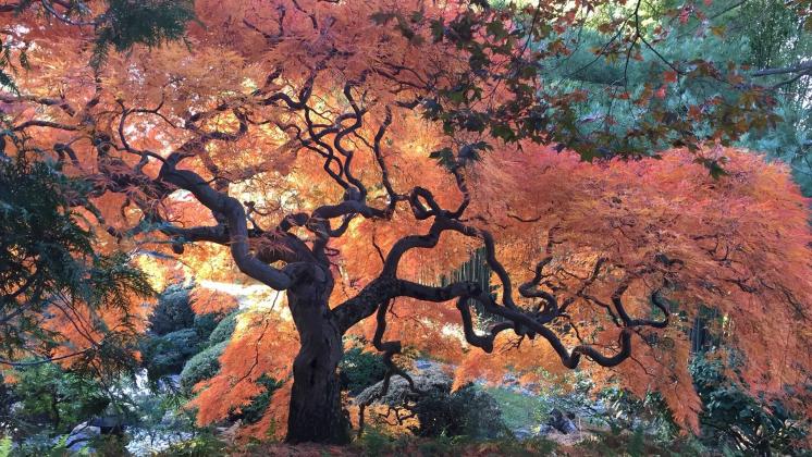 A Japanese maple tree